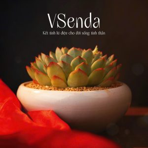 Chậu Sen Đá Mộng Xanh