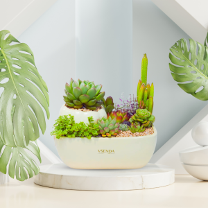 Tiểu Cảnh Sen Đá Đồi Xanh